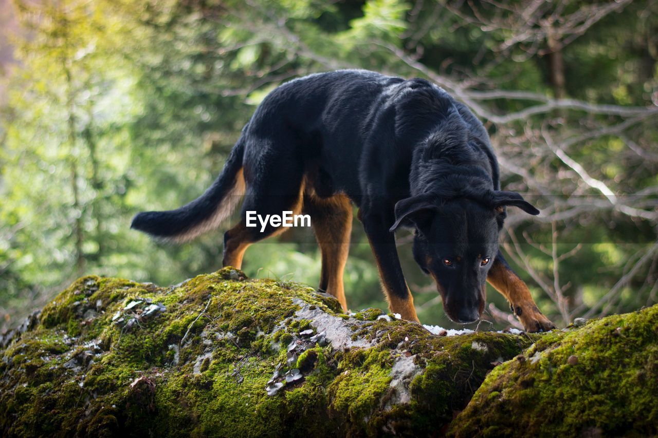 Close-up of dog outdoors