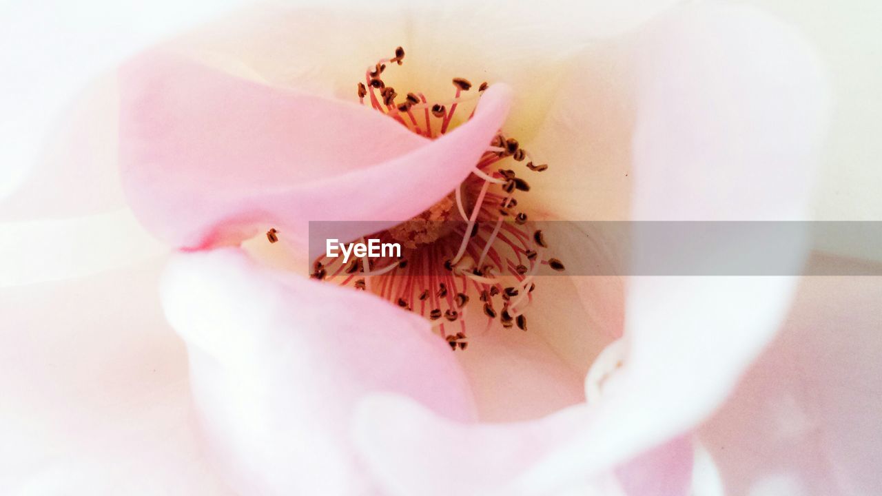 Full frame shot of pink flower with red pollen