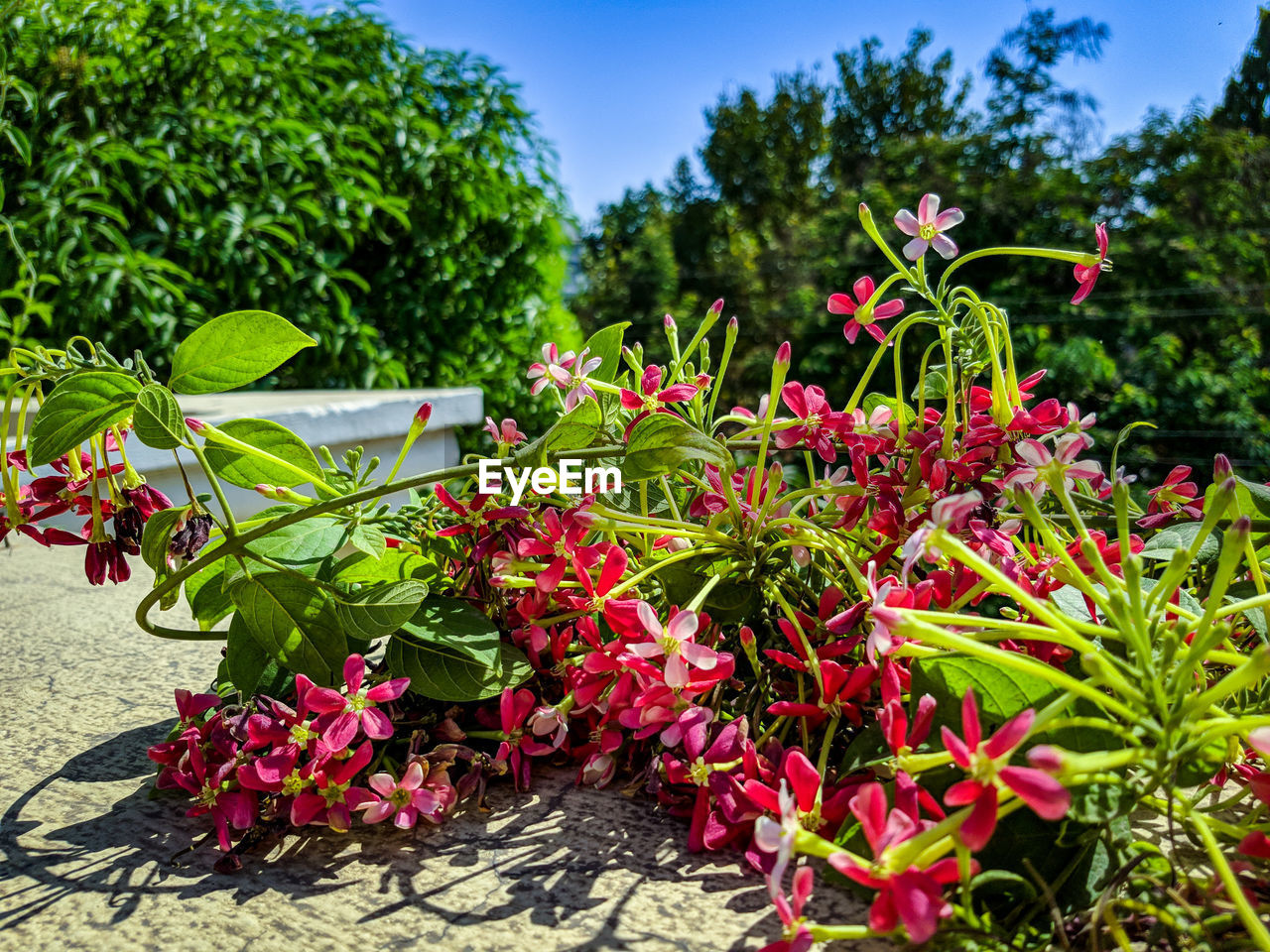 RED FLOWERS BLOOMING OUTDOORS