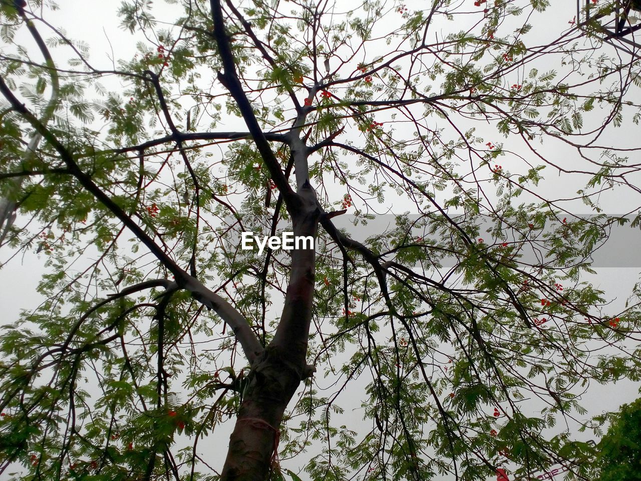 LOW ANGLE VIEW OF FLOWER TREES AGAINST SKY