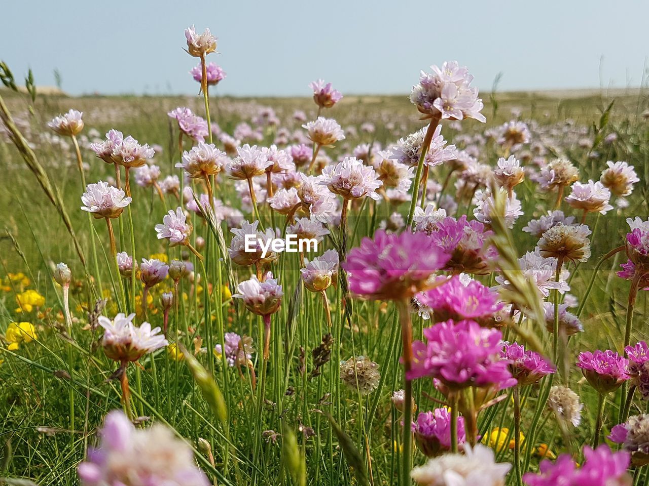 Close-up of flowers blooming in field