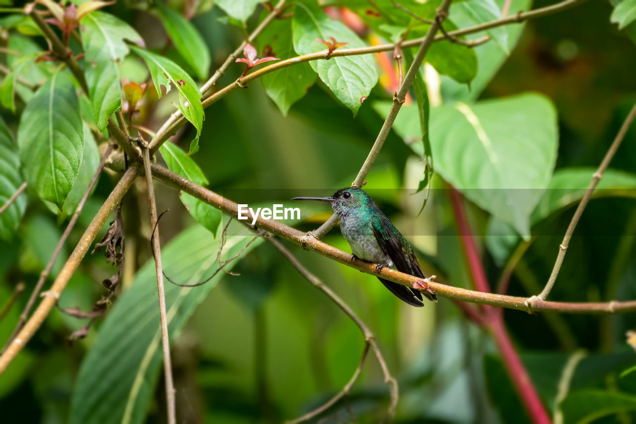 Green hummingbird perching on a branch