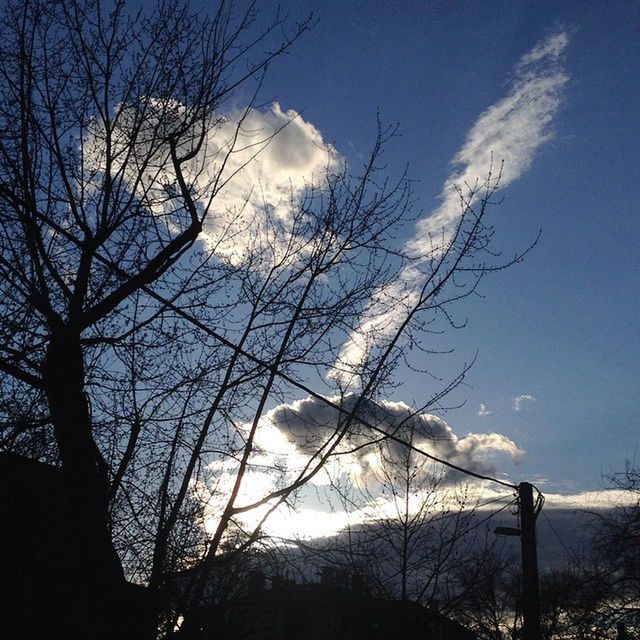 LOW ANGLE VIEW OF BARE TREES AGAINST SKY