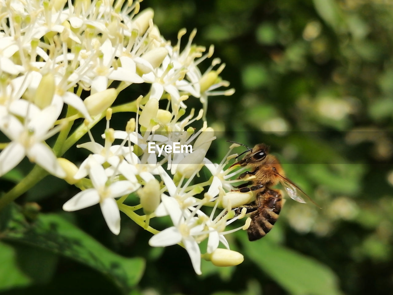 CLOSE-UP OF BUTTERFLY ON WHITE FLOWER