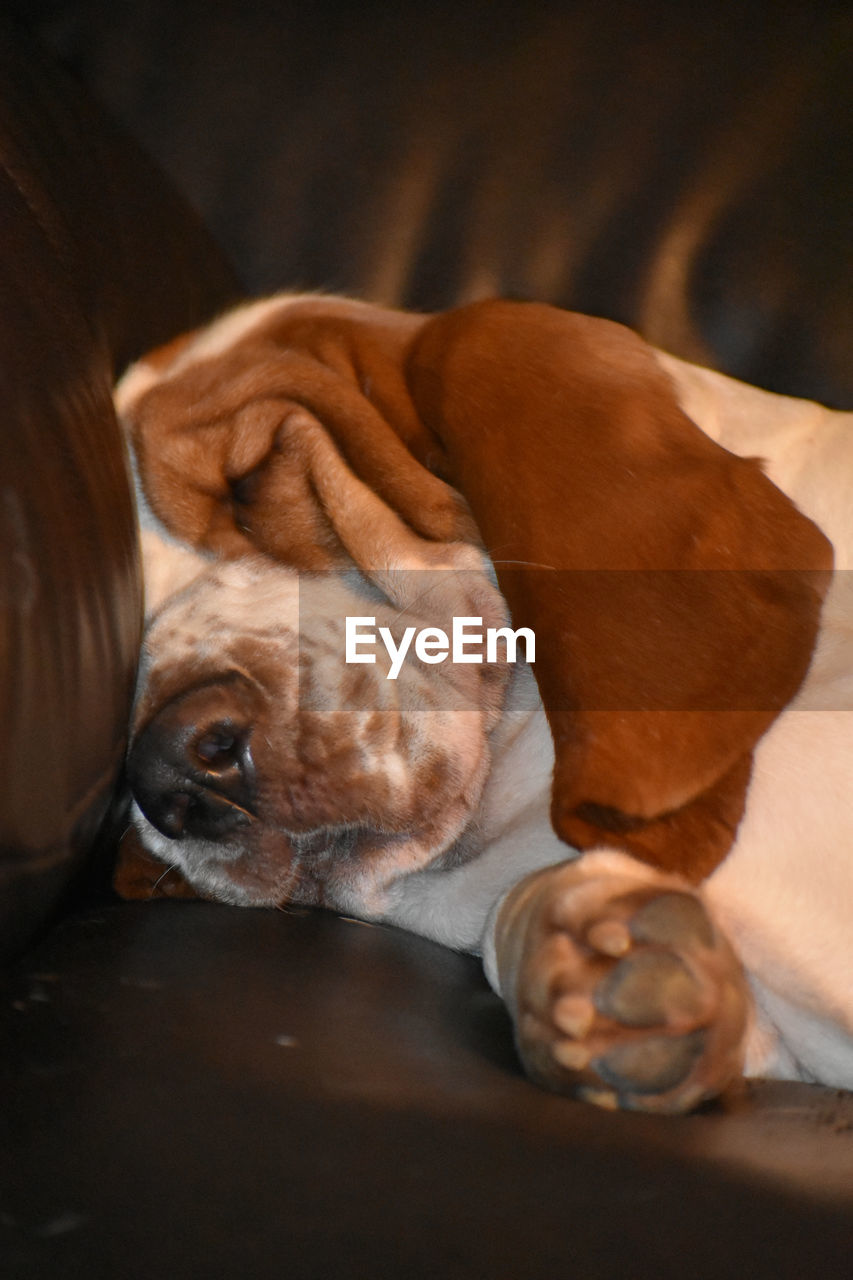 Close-up of a dog sleeping