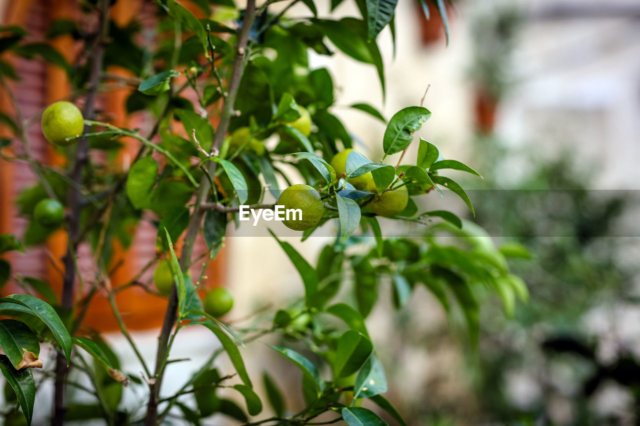 Close-up of fruits growing on tree