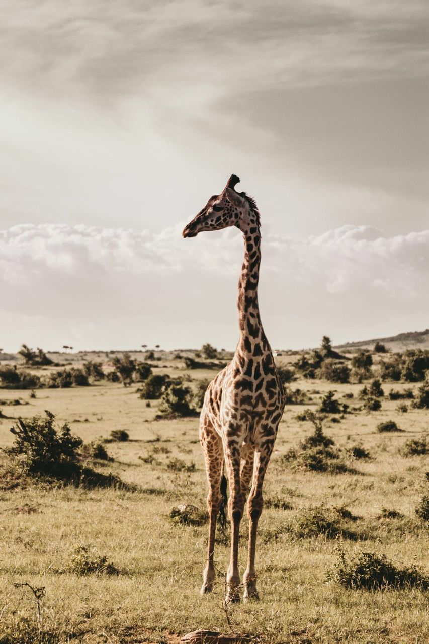 Giraffe standing on field against sky