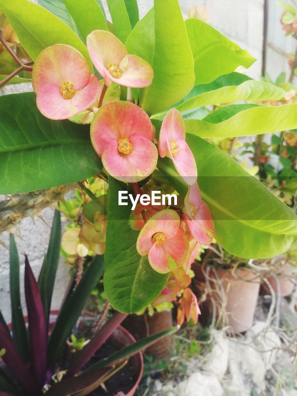 plant, flower, leaf, growth, plant part, flowering plant, beauty in nature, nature, freshness, close-up, no people, green, pink, fragility, day, outdoors, petal, flower head, inflorescence, fruit, blossom, botany, orchid