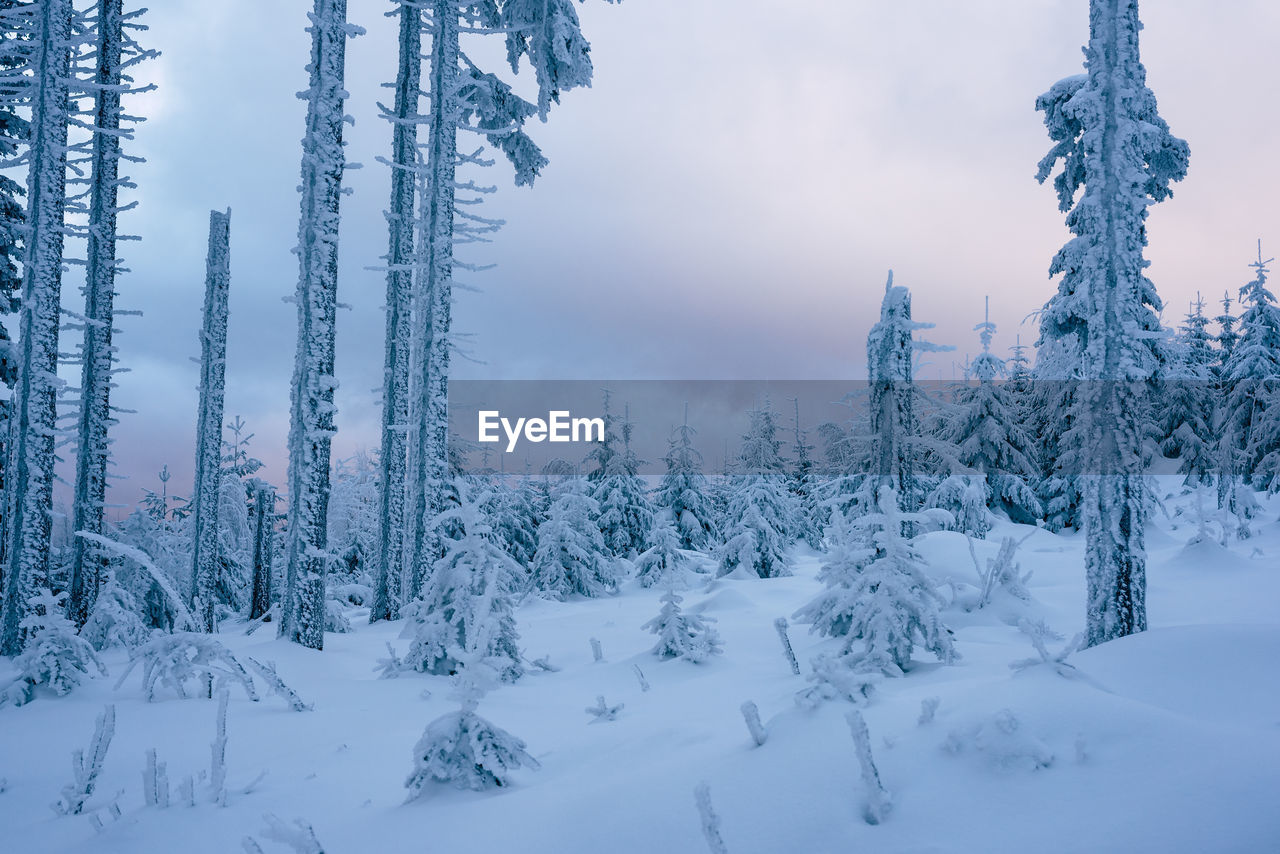 Close-up of snow covered trees in forest