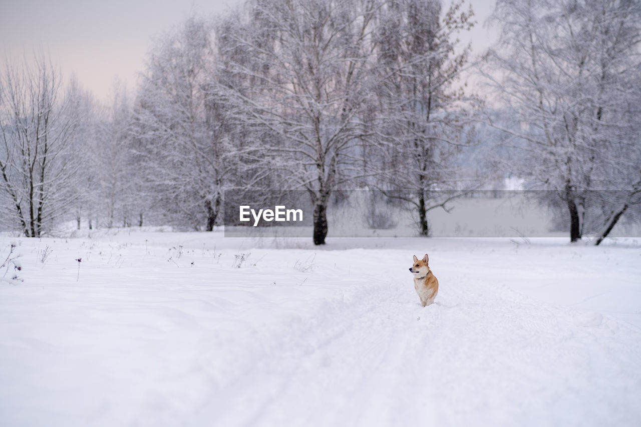 rear view of woman walking on snow covered landscape