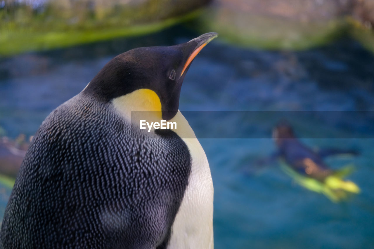 close-up of a bird