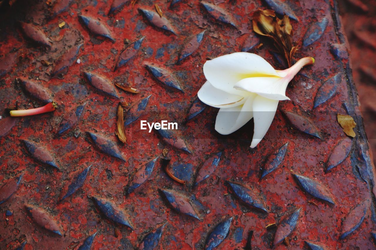 High angle view of white flowering plant