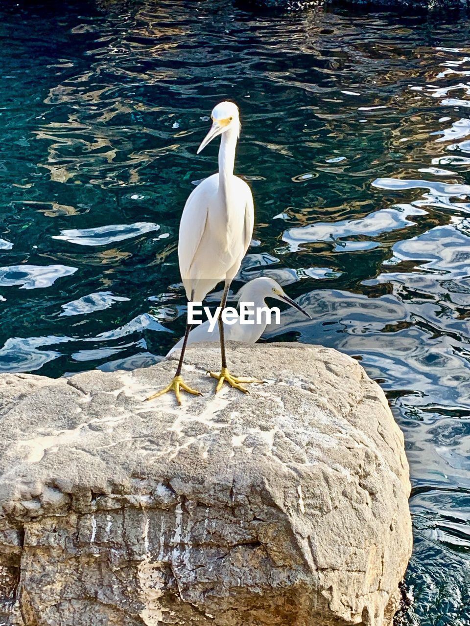 WHITE BIRD PERCHING ON ROCK