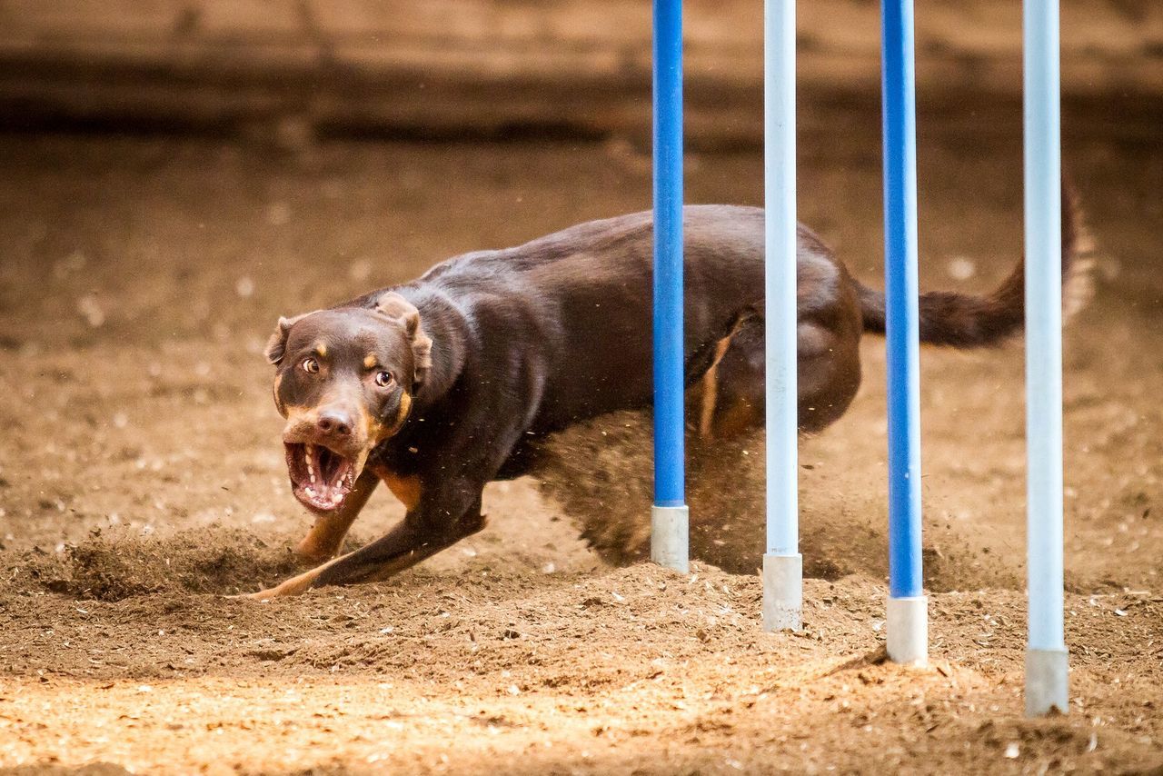 Brown dog barking while running on field