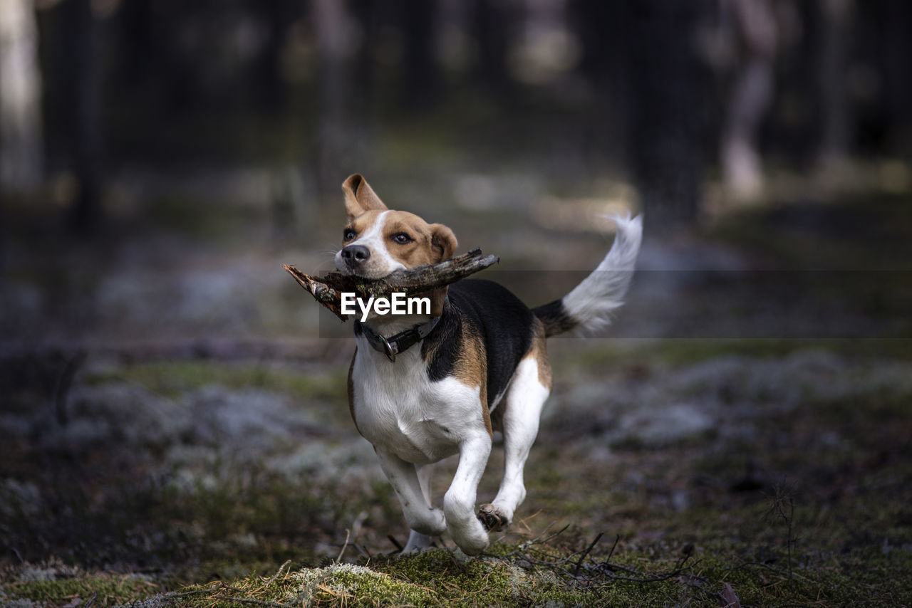 Dog running on field