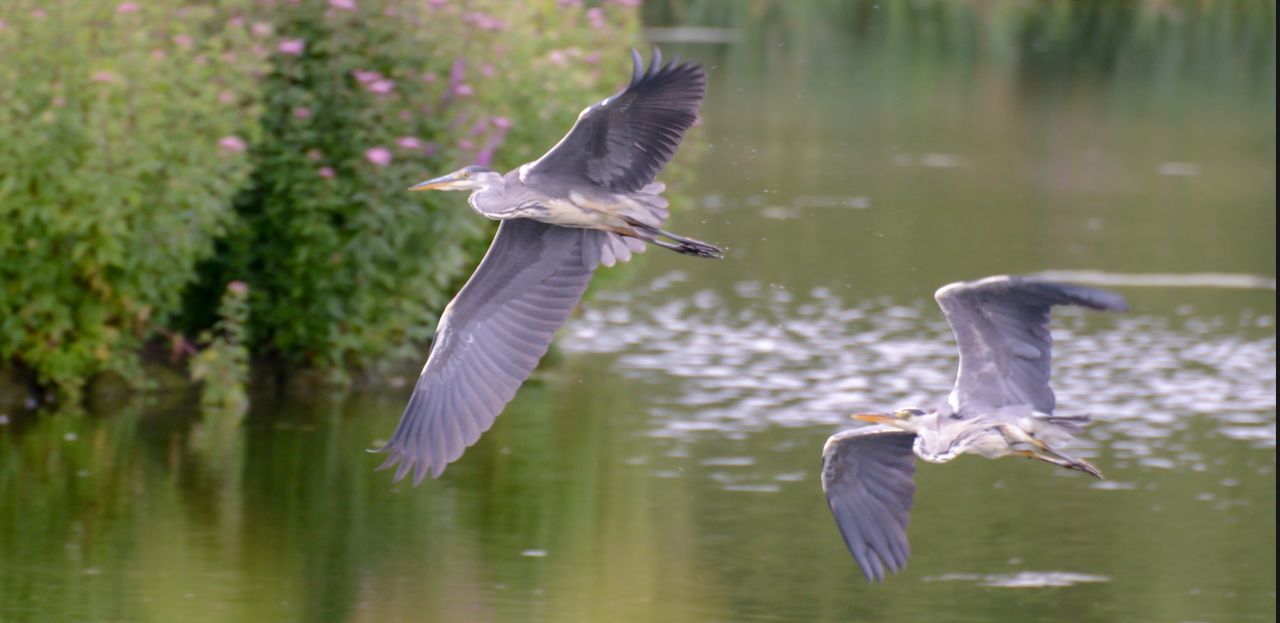 HERON FLYING OVER LAKE