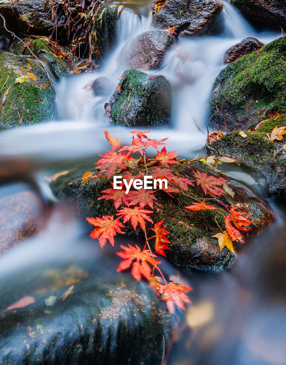 High angle view of autumn leaves on rock amidst stream