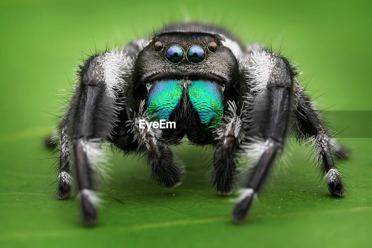MACRO SHOT OF SPIDER ON WEB