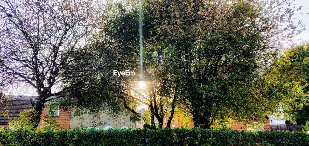 TREES ON FIELD AGAINST SKY