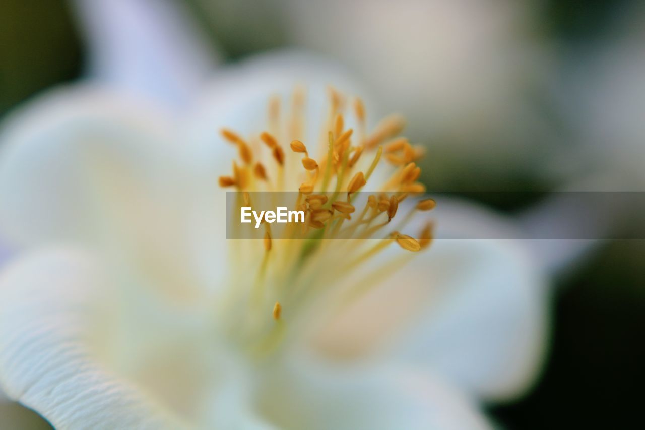 Close-up of white flower blooming outdoors