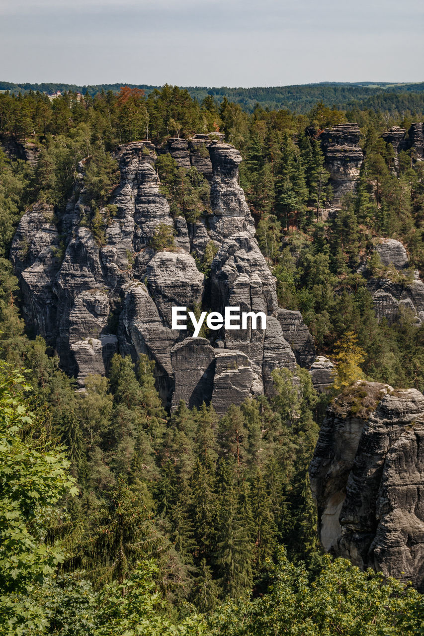 VIEW OF TREES GROWING ON ROCKS