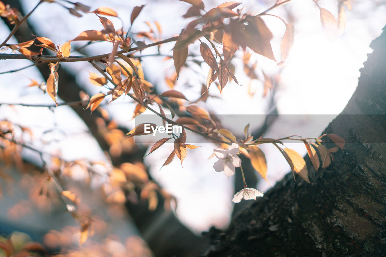 Low angle view of leaves on tree against sky