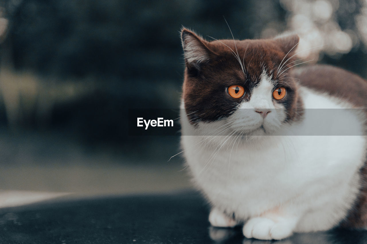 CLOSE-UP PORTRAIT OF CAT WITH MOUTH