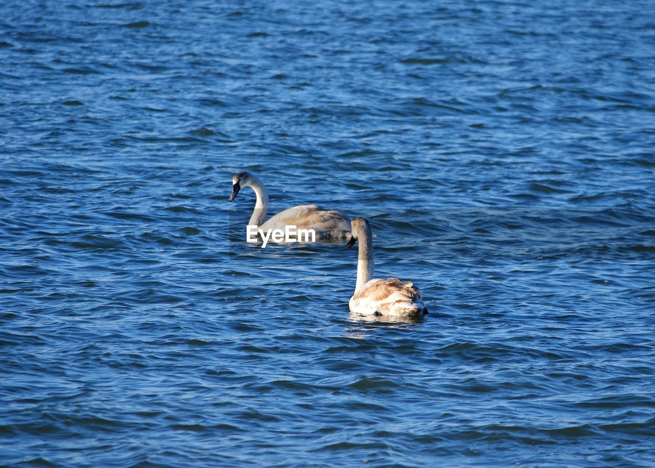 DUCK SWIMMING IN LAKE