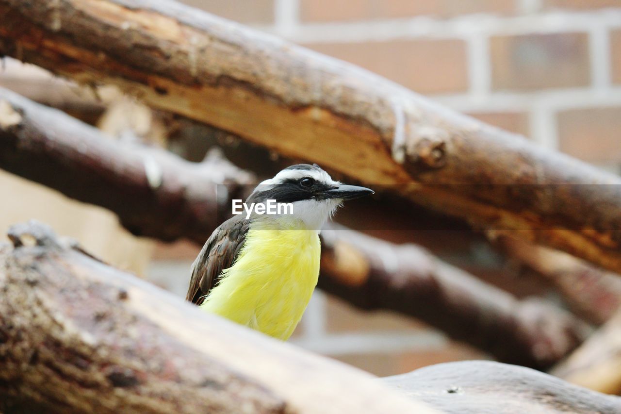 Close-up of bird perching outdoors