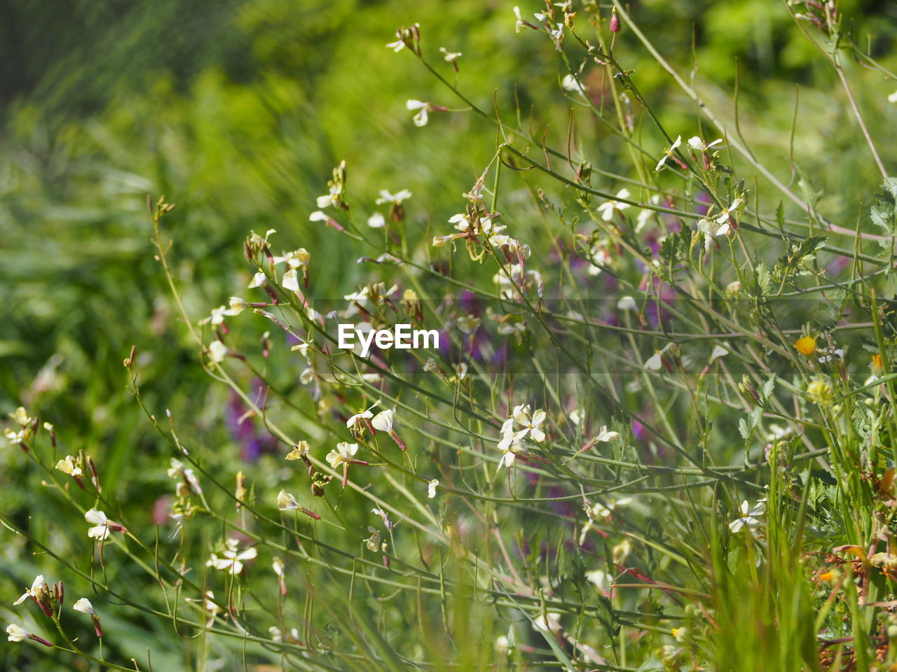 CLOSE-UP OF FLOWERING PLANTS AND LEAVES