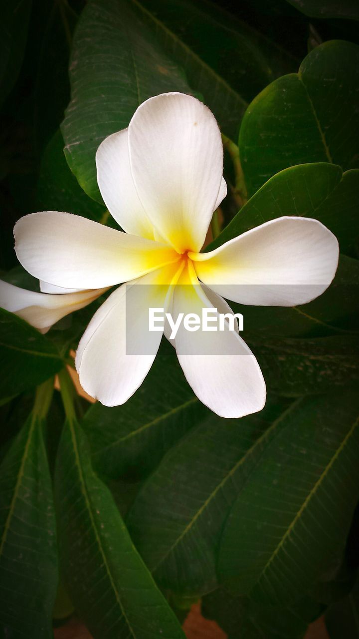 CLOSE-UP OF WHITE FLOWERS BLOOMING OUTDOORS