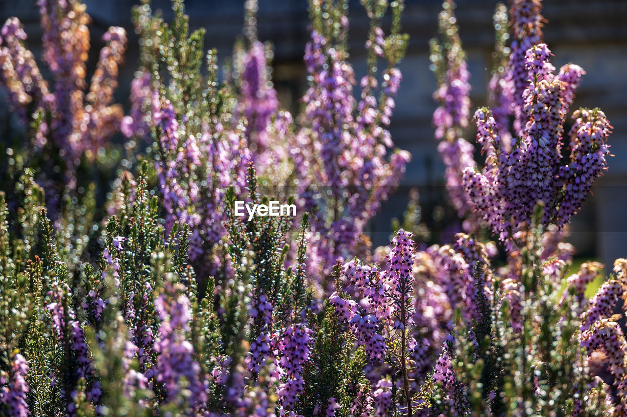 flower, flowering plant, plant, lavender, purple, freshness, beauty in nature, nature, growth, close-up, food and drink, food, blossom, scented, no people, land, botany, herb, garden, fragility, medicine, field, wildflower, outdoors, inflorescence, lilac, sunlight, selective focus, focus on foreground, flower head, flowerbed, landscape, springtime, agriculture, herbal medicine, summer, day, environment, therapy, healthcare and medicine