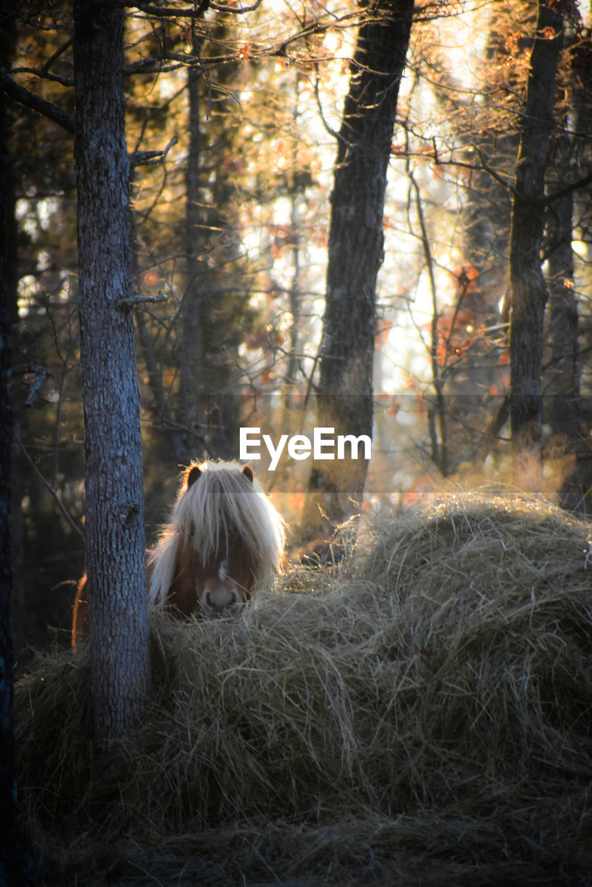 View of a horse in the forest