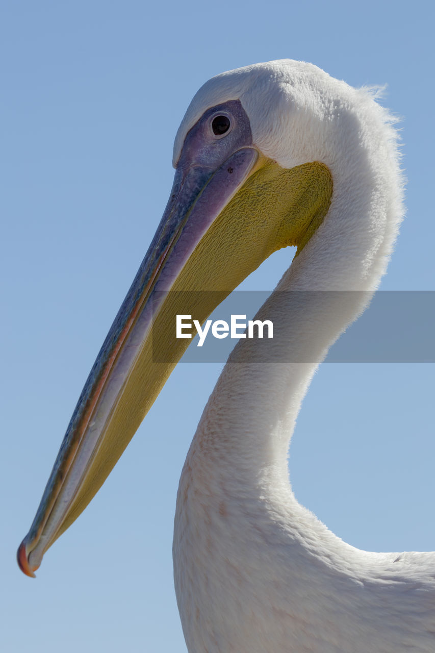 A greater white pelican in walvisbaai, a coastal town of namibia