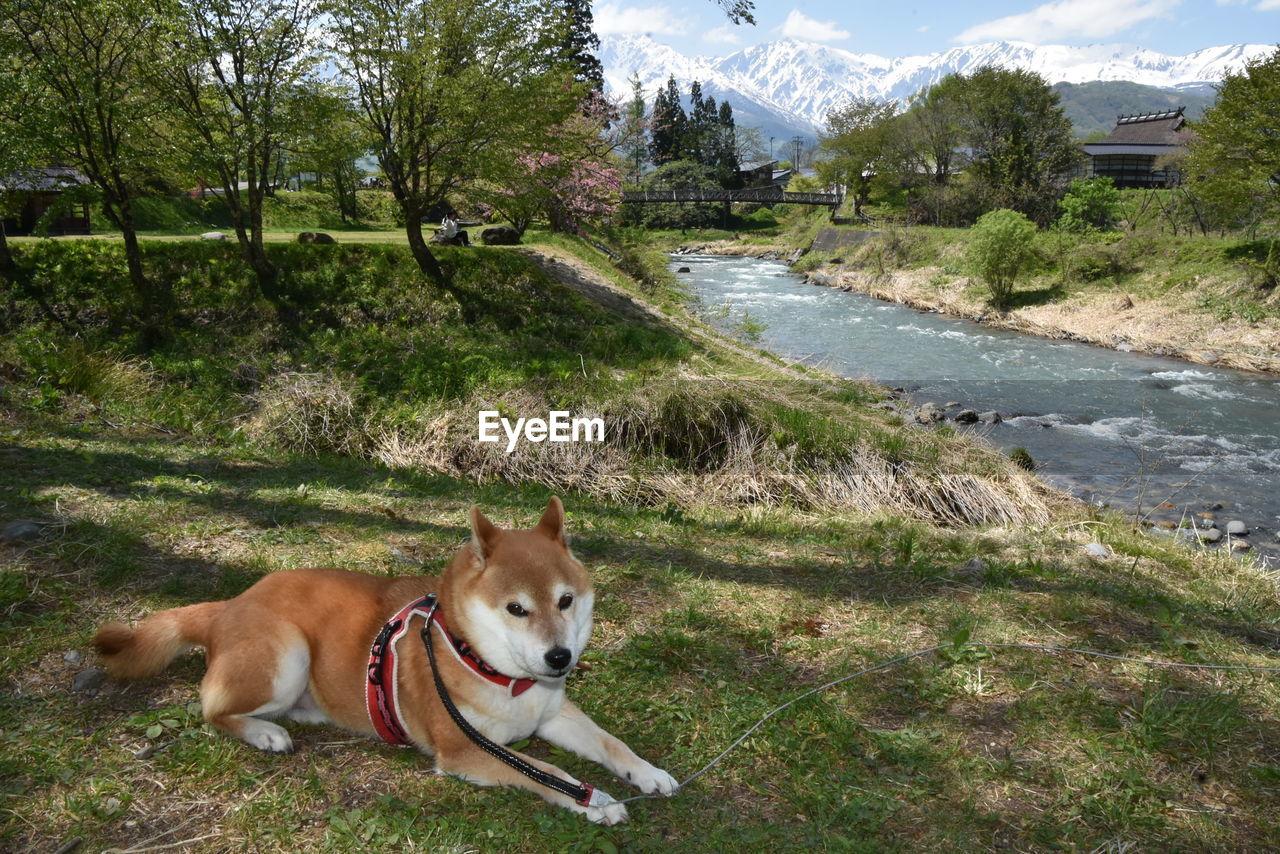mammal, animal themes, one animal, pet, animal, domestic animals, dog, canine, plant, grass, nature, tree, land, norwegian lundehund, no people, day, mountain, field, hokkaido, relaxation, outdoors, sticking out tongue, beauty in nature, water