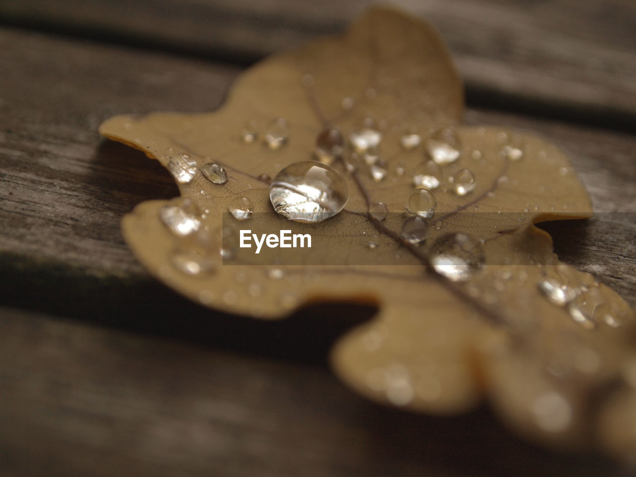 CLOSE-UP OF LEAF ON WOODEN TABLE