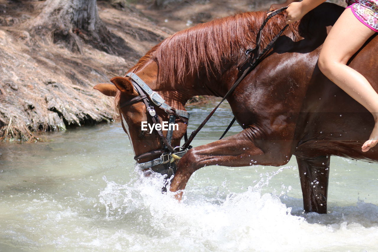 Low section of woman riding on horse over stream