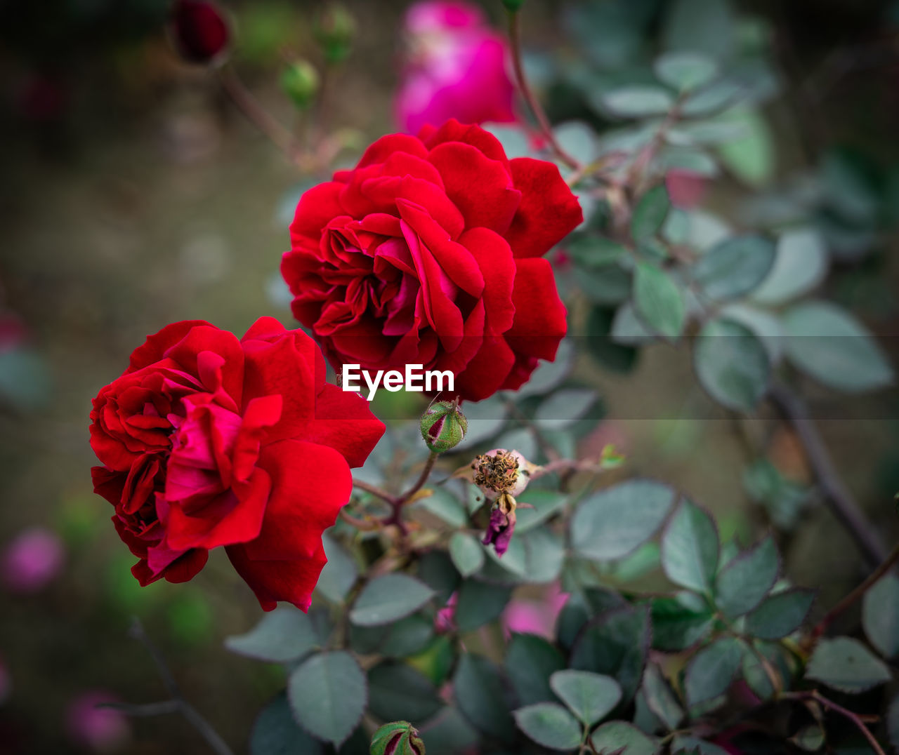 CLOSE-UP OF RED ROSE FLOWER