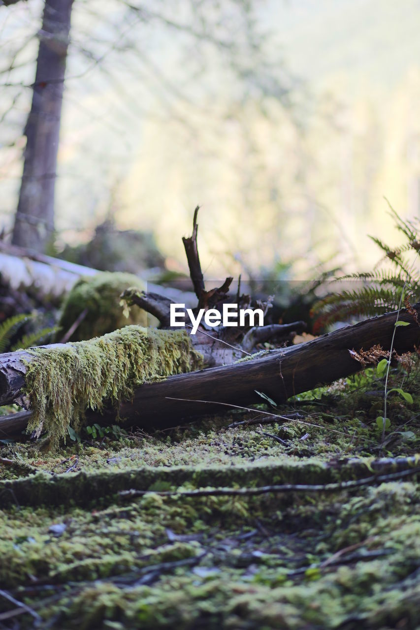 Moss growing on fallen trees