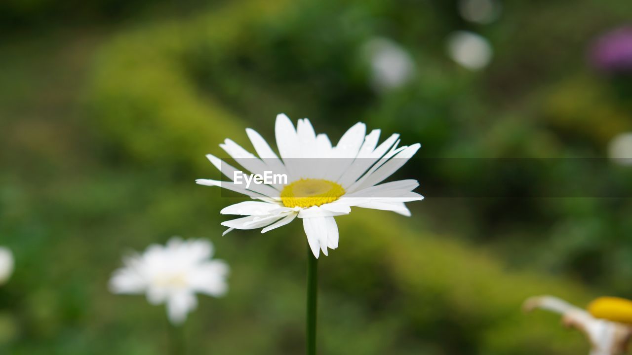 flower, flowering plant, plant, freshness, beauty in nature, fragility, flower head, petal, close-up, inflorescence, white, nature, daisy, growth, focus on foreground, meadow, yellow, no people, pollen, springtime, outdoors, macro photography, field, botany, blossom, wildflower, day, summer, selective focus, grass, environment, plain