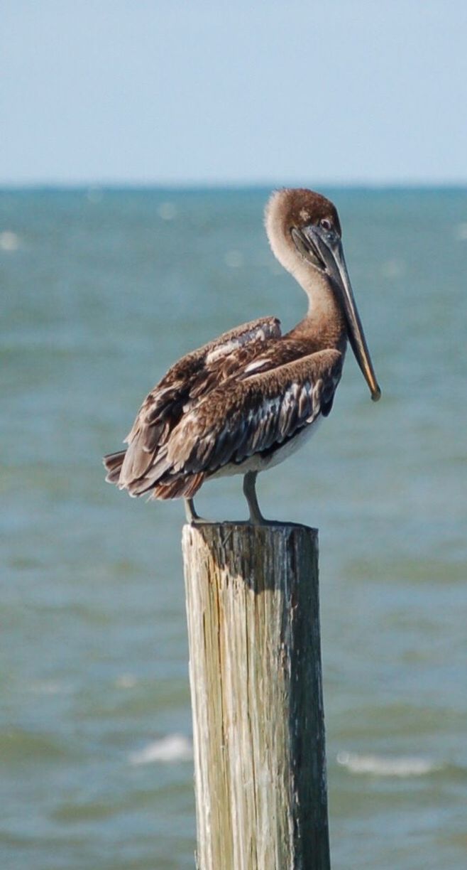 BIRDS PERCHING ON WOODEN POST