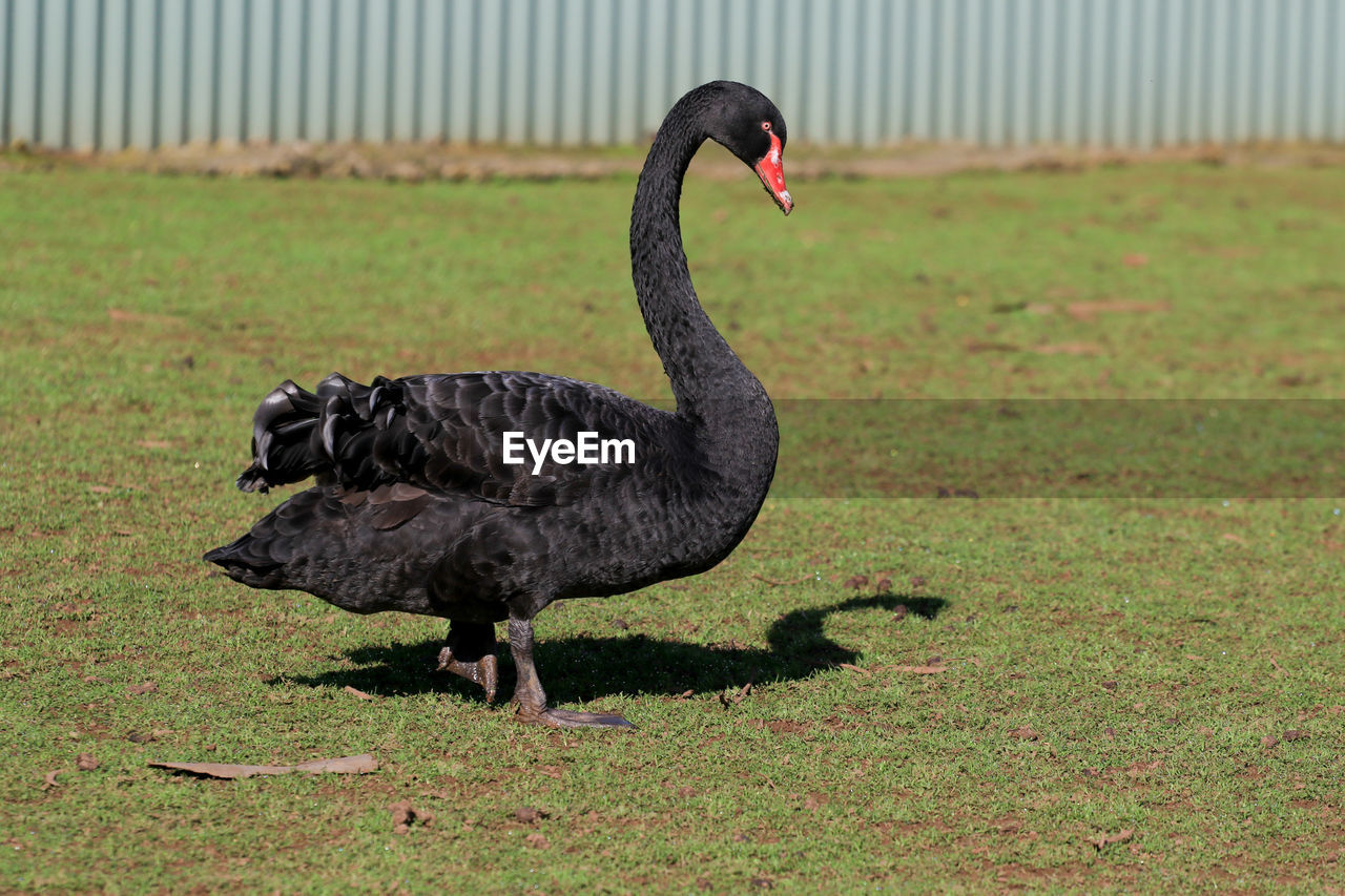 Close-up of black swan on field