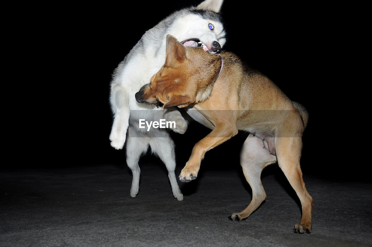 Two dogs play fighting