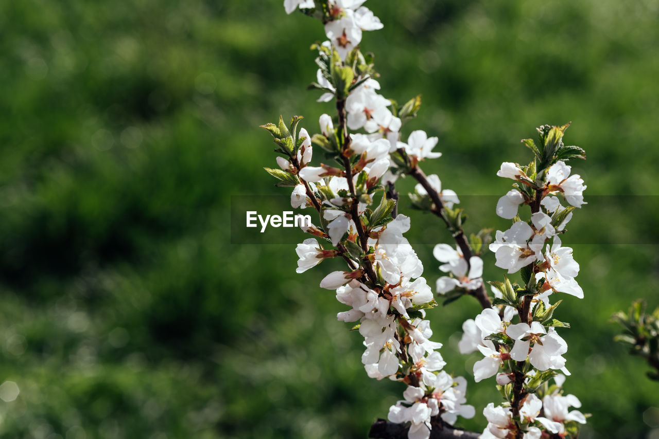 plant, flower, flowering plant, beauty in nature, freshness, nature, growth, fragility, blossom, springtime, tree, white, focus on foreground, close-up, no people, botany, flower head, outdoors, food and drink, food, day, branch, inflorescence, petal, produce, wildflower, fruit, fruit tree, apple tree, plant part, twig, environment