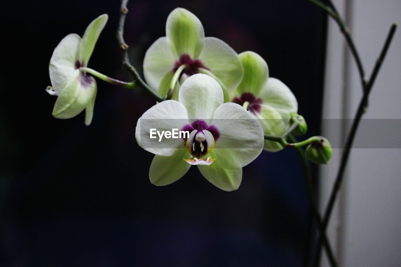 Close-up of orchids blooming in back yard