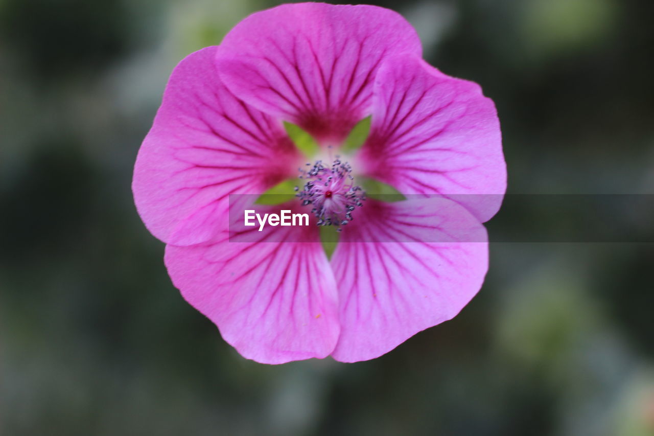 CLOSE-UP OF PINK FLOWER BLOOMING