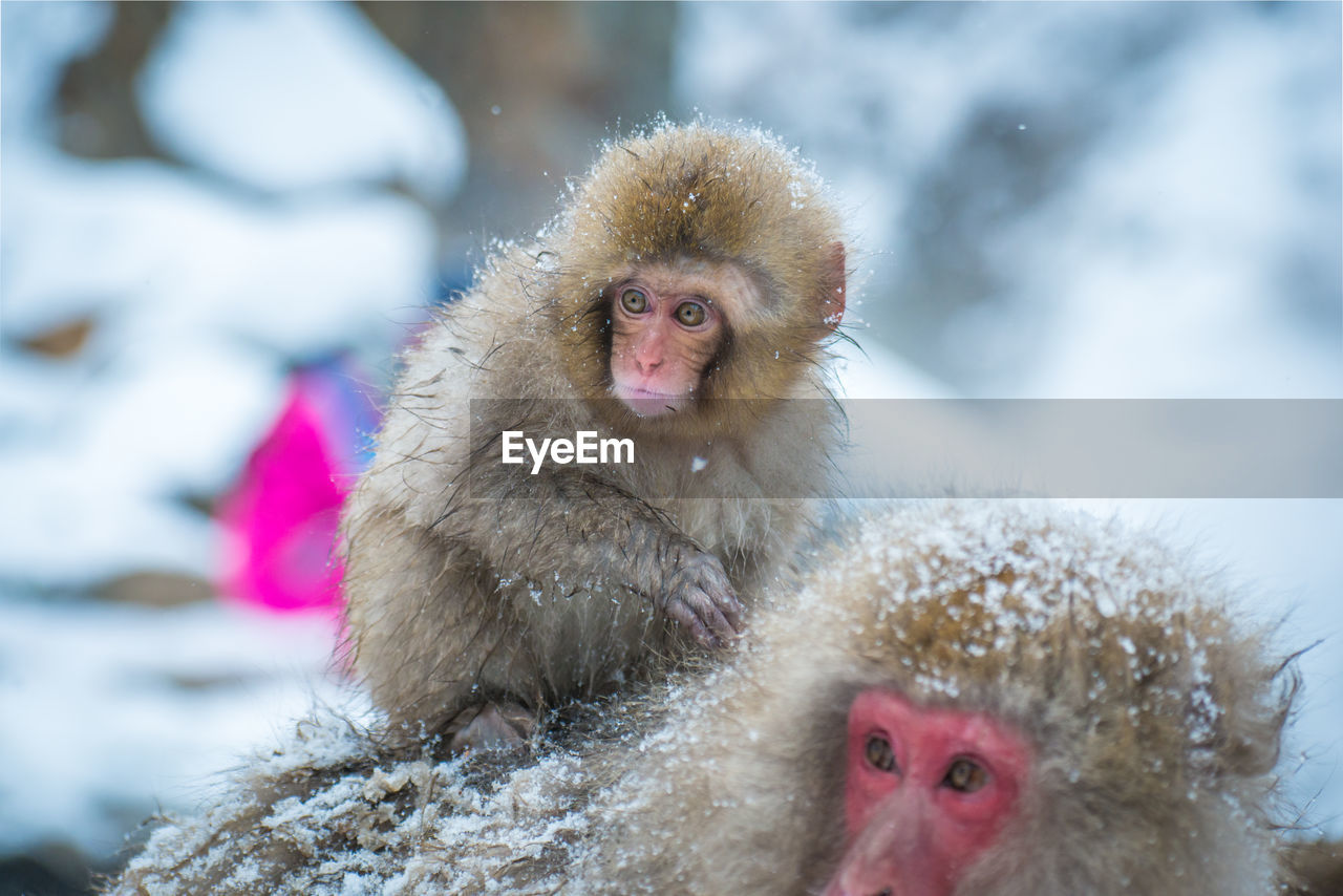 Snow monkey in a hot spring, nagano, japan.