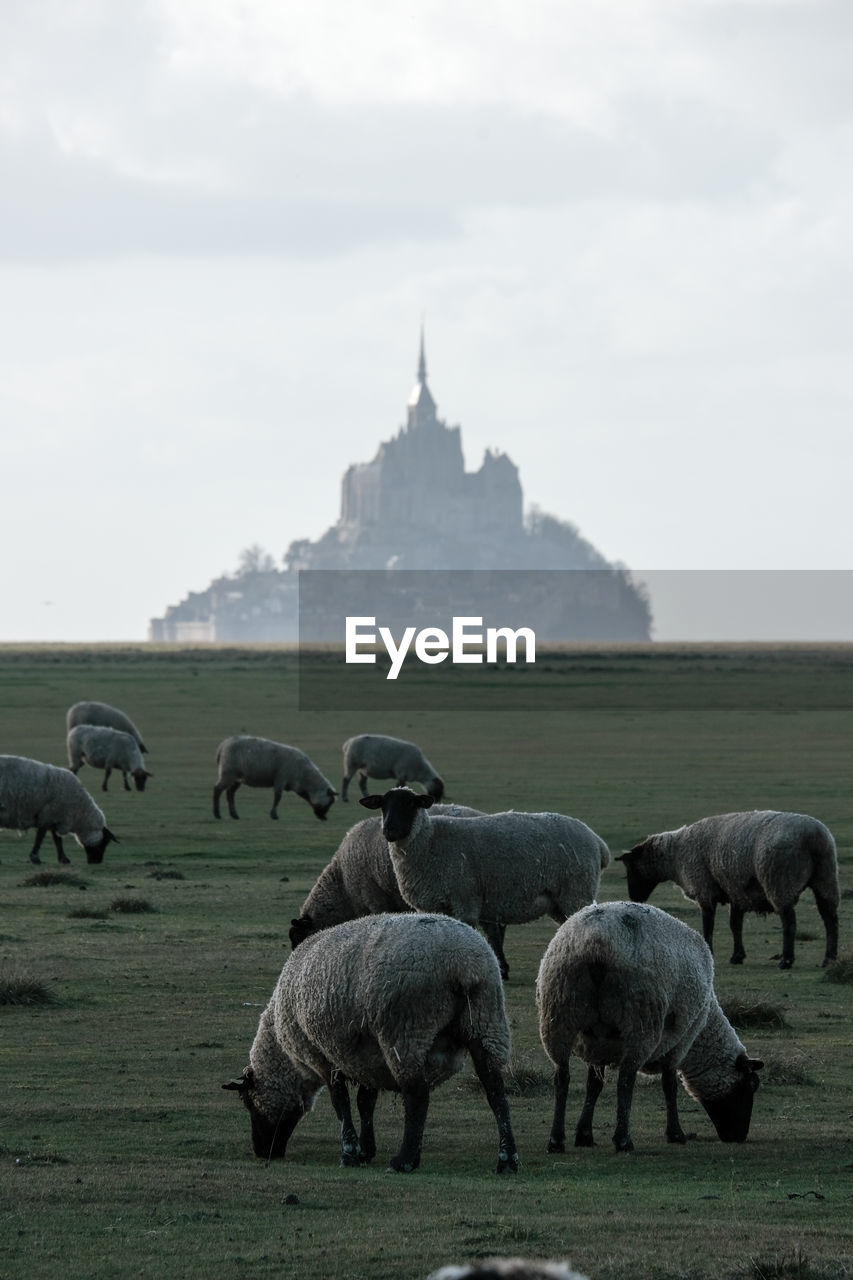 Flock of sheep grazing in a field. mont saint michel