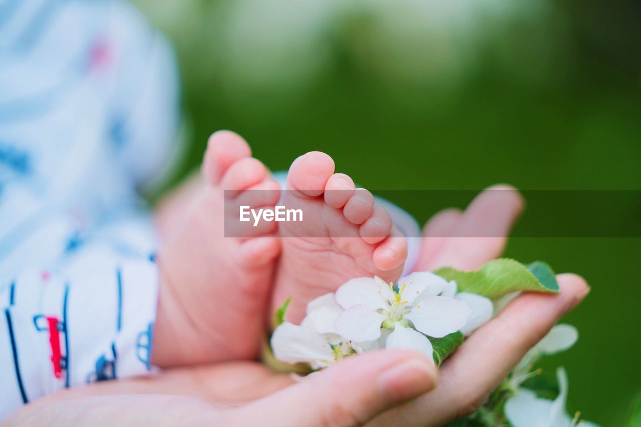 Cropped hand of woman holding flowers and baby feet