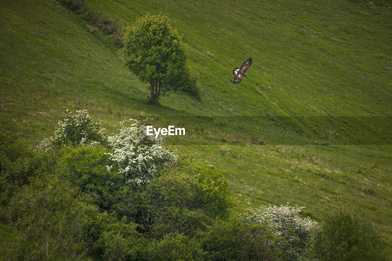 Wild bird of pray flying over a green field.